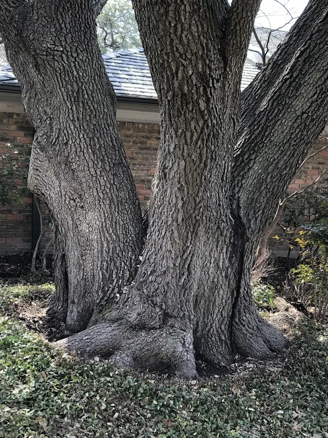 Mature heritage tree close to a Pocahontas property cared for by certified arborists